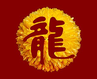 璟晨龙菊